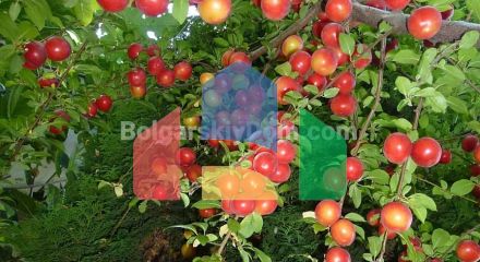 Будинок в Балчику