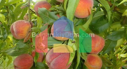 Будинок в Балчику