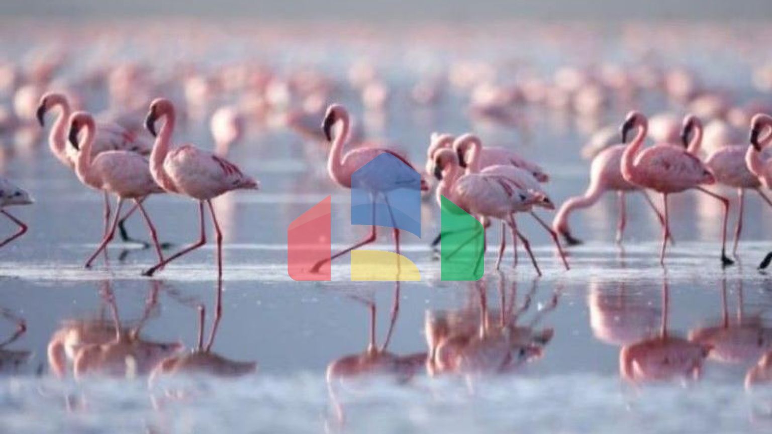 Студия в Торревьеха ID B10991