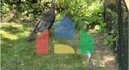 Residential - Single Family Home - Richmond Hill, Canada - Canada