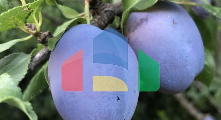 Просторный дом в Баошичи с отдельными квартирами и гаражом