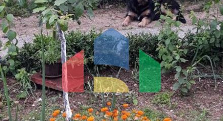 Одноэтажный дом с большим участком в Шушани, Бар