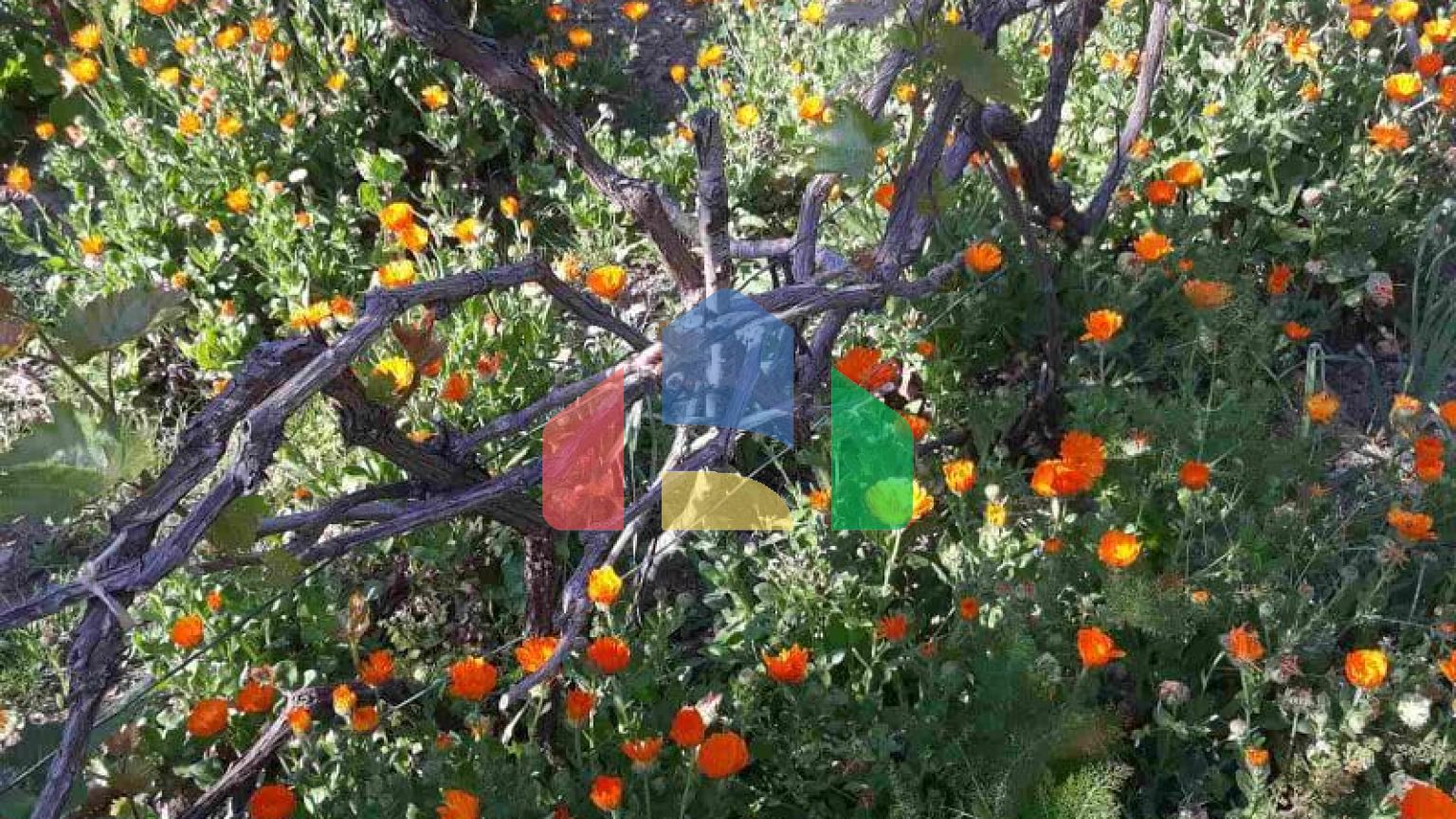 Одноэтажный дом с большим участком в Шушани, Бар