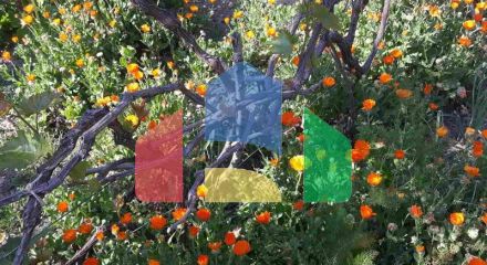 Одноэтажный дом с большим участком в Шушани, Бар