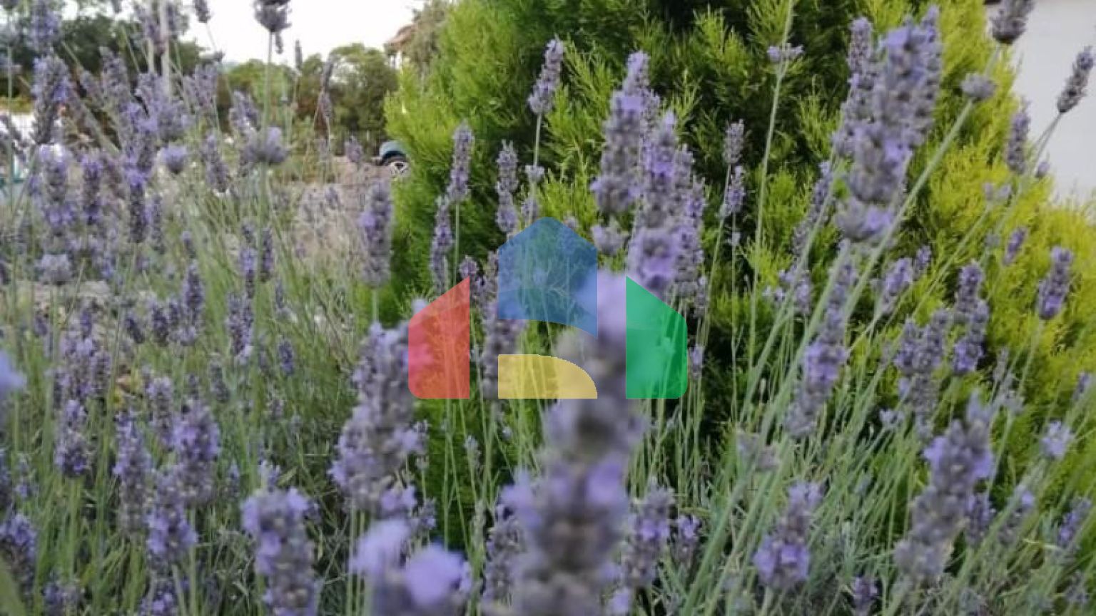 Продаются 3 дома с большим благоустроенным участком и с бассейном. Загора.