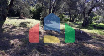 Plot in Petrovac