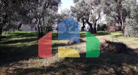 Plot in Petrovac
