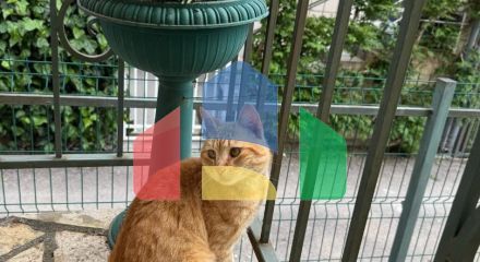 Просторный дом и апартаменты для аренды в Сутоморе.