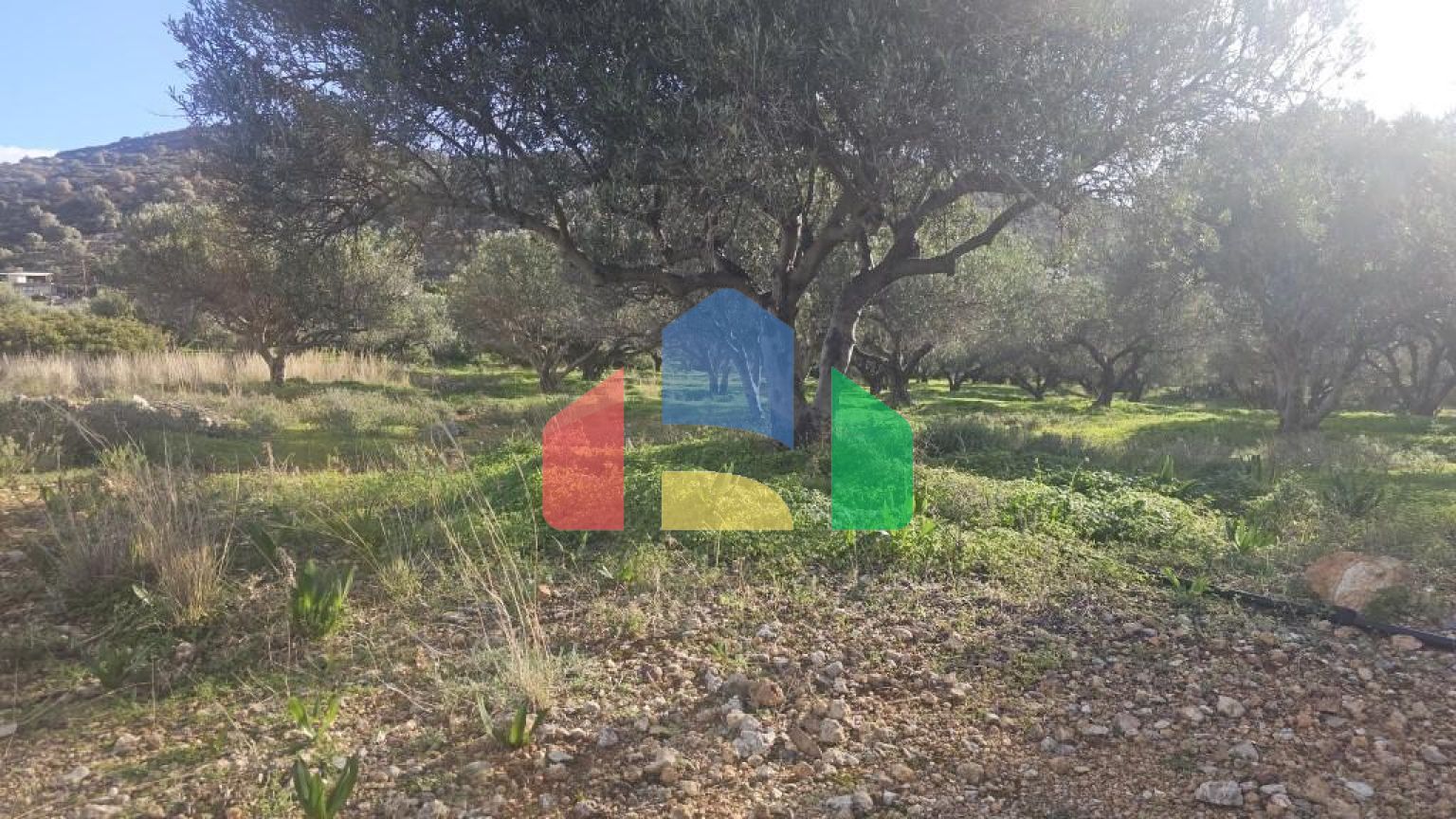 Продажа - Земельный участок 6300 m² на Крите