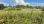 For Sale - Land 4236 m² in Corfu