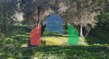 For Sale - Land 7000 m² in Corfu