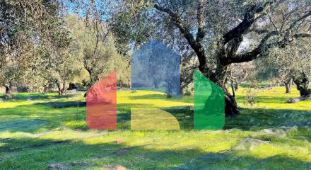 For Sale - Land 3675 m² in Corfu