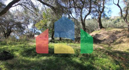 For Sale - Land 6000 m² in Corfu