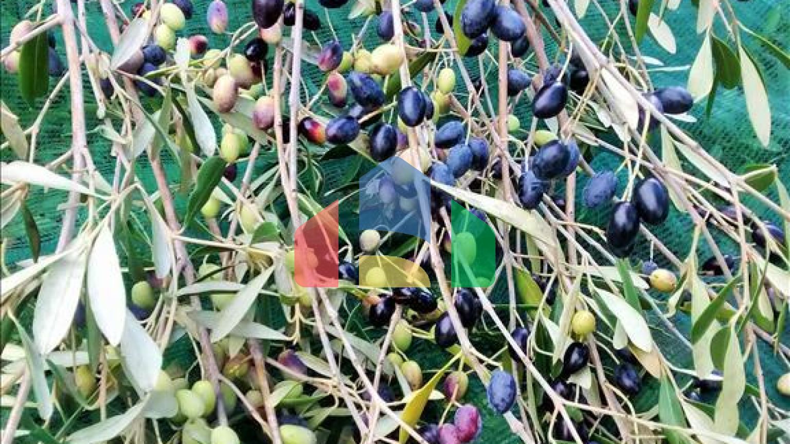 Продажа - Земельный участок 10500 m² на о. Корфу