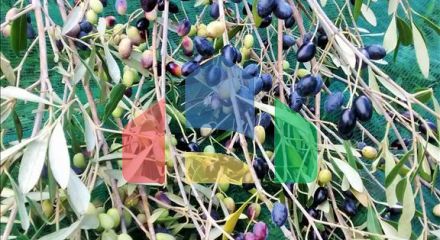 Продажа - Земельный участок 10500 m² на о. Корфу