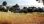 For Sale - Land 1270 m² in Kassandra, Chalkidiki