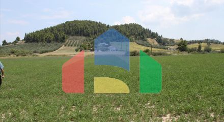 Продажа - Земельный участок 8000 m² на Кассандре (Халкидики)