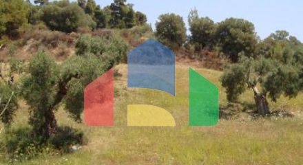 For Sale - Land 16500 m² in Kassandra, Chalkidiki