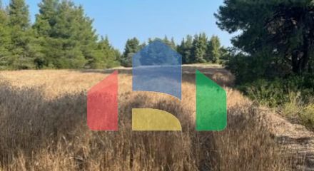 For Sale - Land 13886 m² in Kassandra, Chalkidiki