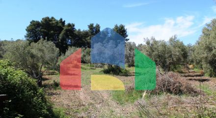 For Sale - Land 10181 m² in Kassandra, Chalkidiki