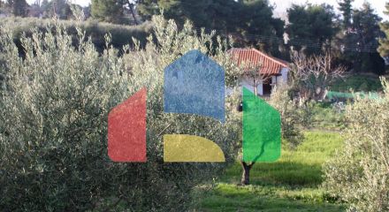 For Sale - Land 20000 m² in Kassandra, Chalkidiki