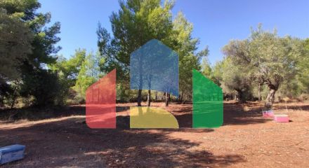 For Sale - Land 1206 m² in Sithonia, Chalkidiki