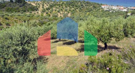 For Sale - Land 3750 m² in Sithonia, Chalkidiki
