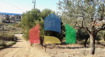 For Sale - Land 5000 m² in Sithonia, Chalkidiki