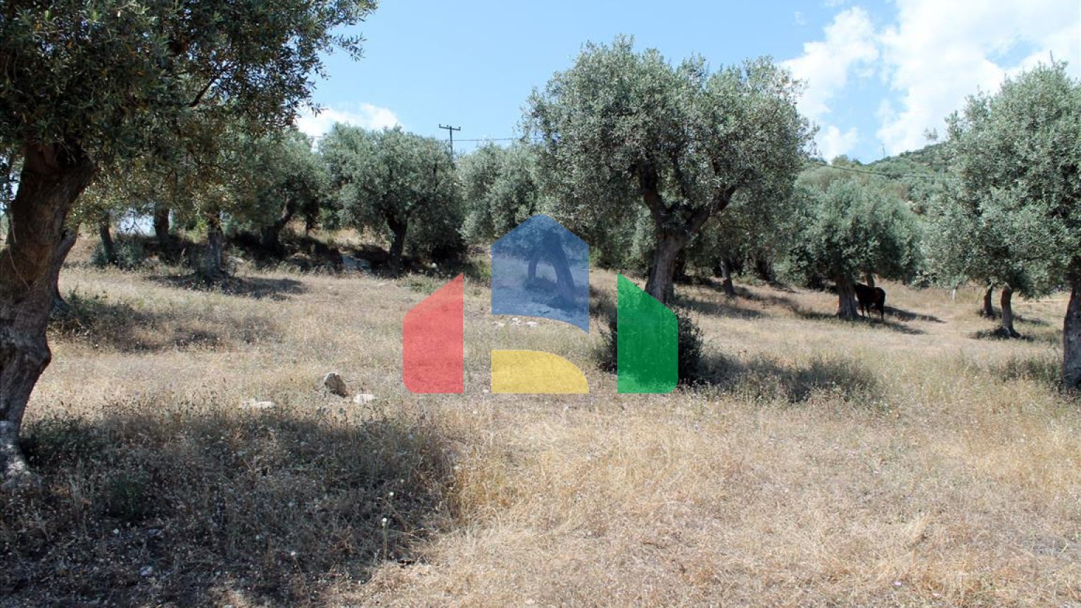 Продажа - Земельный участок 5568 m² на Афоне (Халкидики)