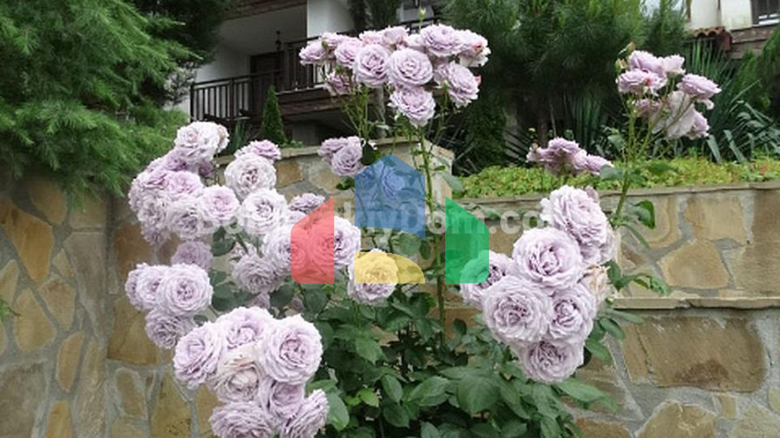 Святая София