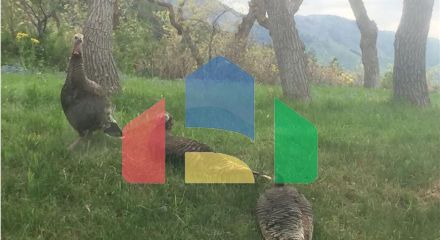 Residential - Single Family Home - Park City, Utah, United States - United States