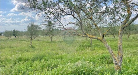 Residential - Farm - T6 - Estremoz (Santa Maria e Santo André), Estremoz - PT