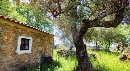 Residential - Farm - Penamacor, Penamacor - PT