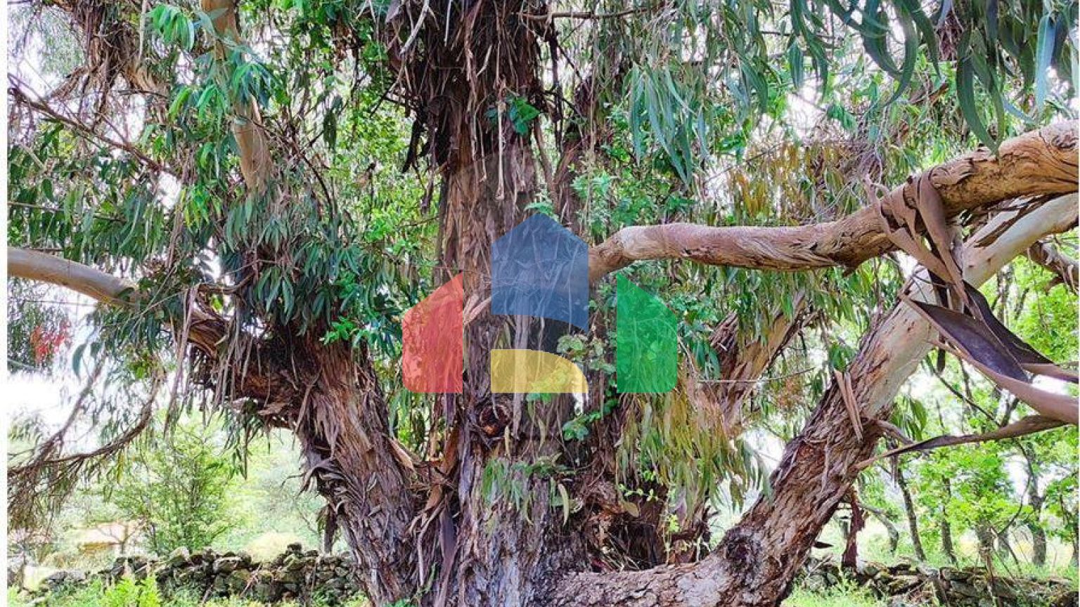 Residential - Farm - Penamacor, Penamacor - PT