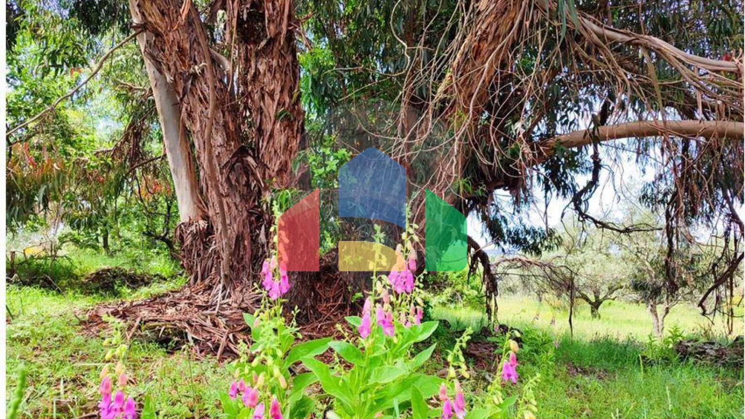 Residential - Farm - Penamacor, Penamacor - PT