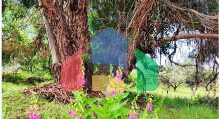 Residential - Farm - Penamacor, Penamacor - PT