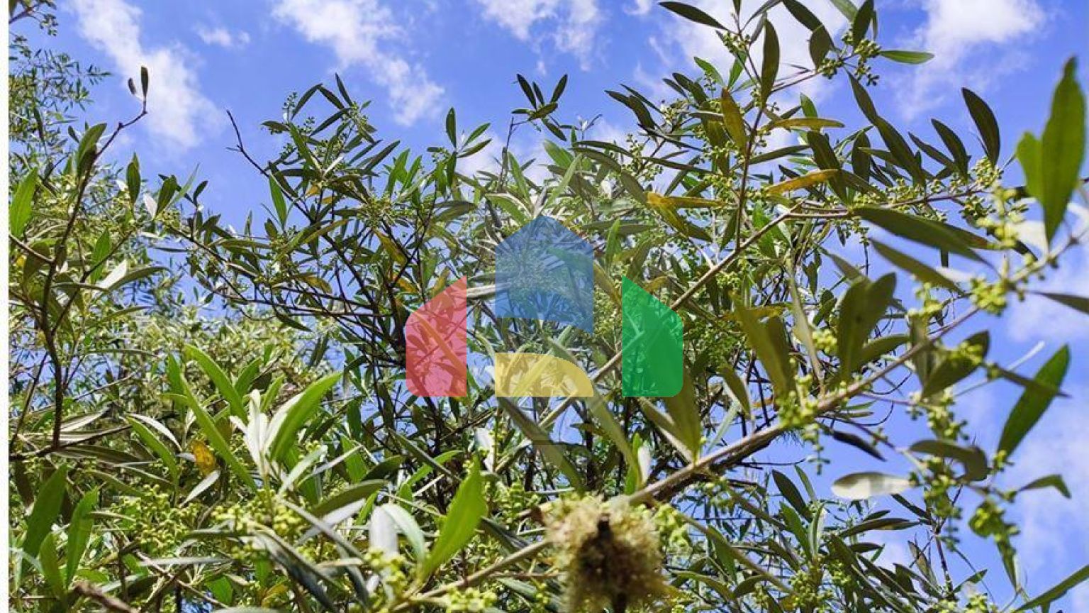 Residential - Farm - Penamacor, Penamacor - PT