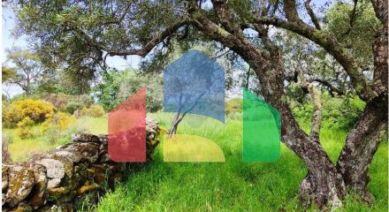 Residential - Farm - Penamacor, Penamacor - PT