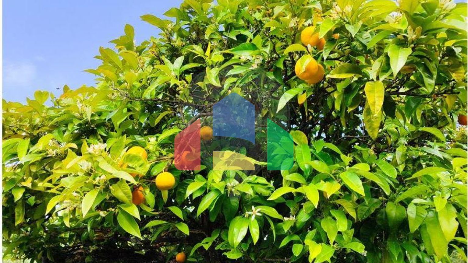 Residential - Farm - Penamacor, Penamacor - PT