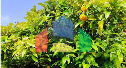 Residential - Farm - Penamacor, Penamacor - PT