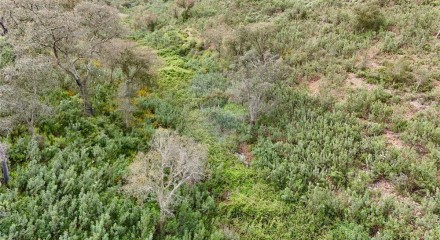 Residential - Land - Santa Clara-a-Velha, Odemira - PT