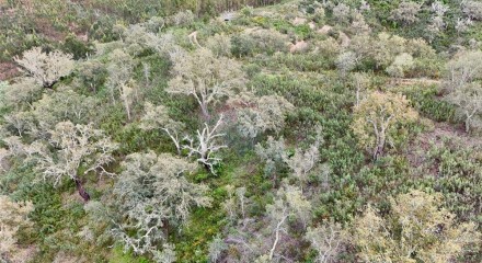 Residential - Land - Santa Clara-a-Velha, Odemira - PT