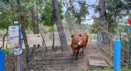 Residential - Farm - T3 - Pinhal Novo, Palmela - PT