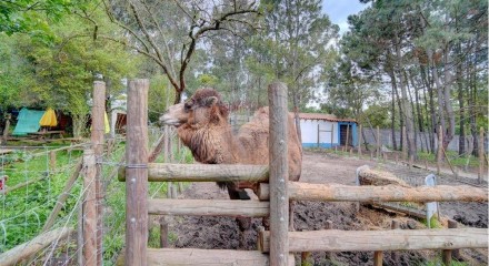 Residential - Farm - T3 - Pinhal Novo, Palmela - PT