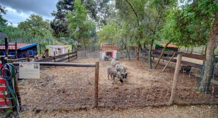 Residential - Farm - T3 - Pinhal Novo, Palmela - PT