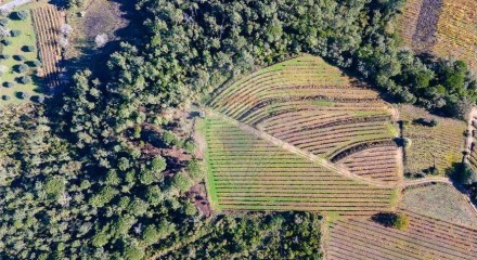 Residential - Land - Lamas, Miranda do Corvo - PT