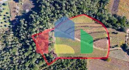 Residential - Land - Lamas, Miranda do Corvo - PT