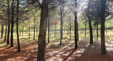 Residential - Farm - Canas de Senhorim, Nelas - PT