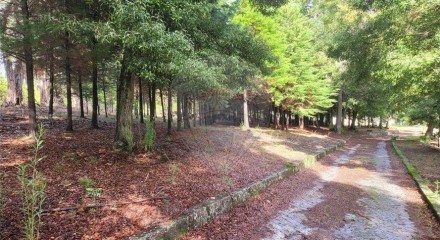 Residential - Farm - Canas de Senhorim, Nelas - PT
