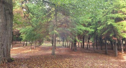 Residential - Farm - Canas de Senhorim, Nelas - PT